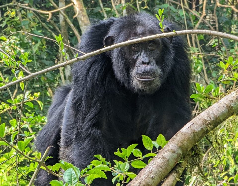 5-Day Uganda Safari: Gorilla Trekking and Chimpanzee Trekking Experience