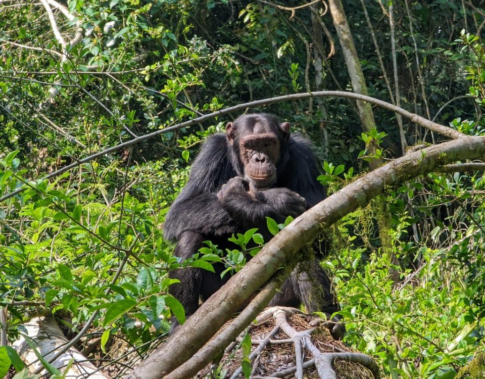 7-Day Highlights of Rwanda Safari