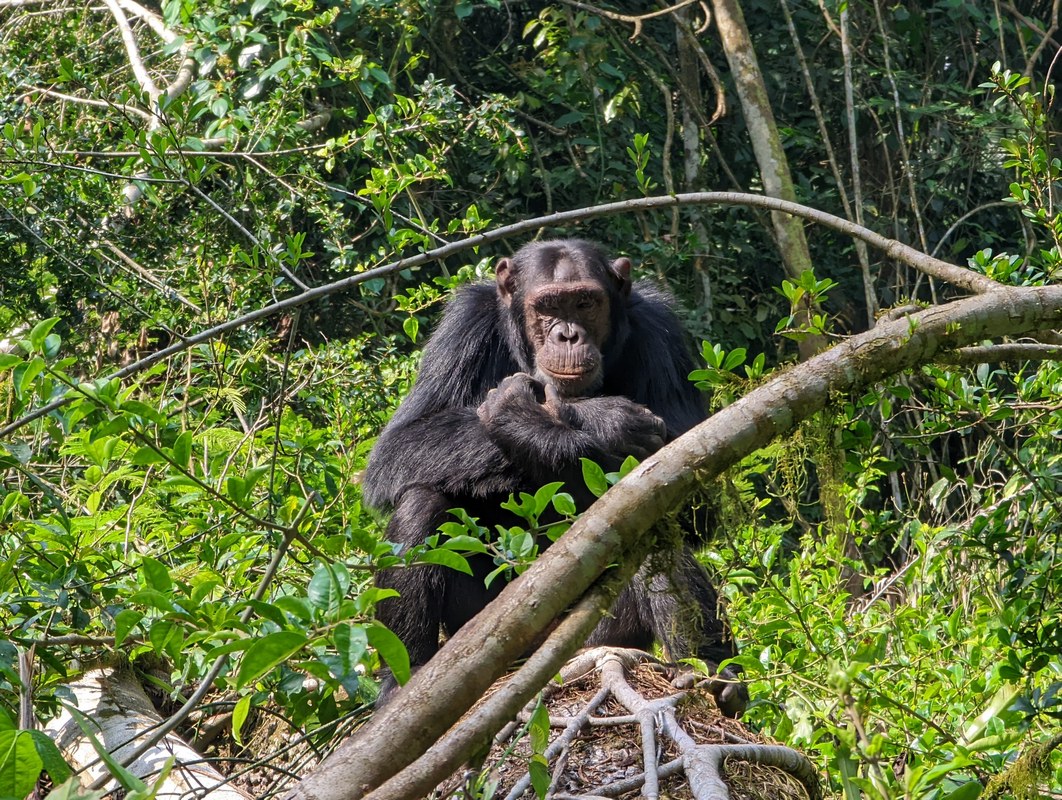 7-Day Highlights of Rwanda Safari