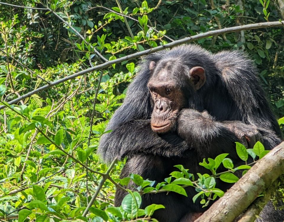 5-Day Uganda Safari: Gorilla Trekking and Chimpanzee Trekking Experience