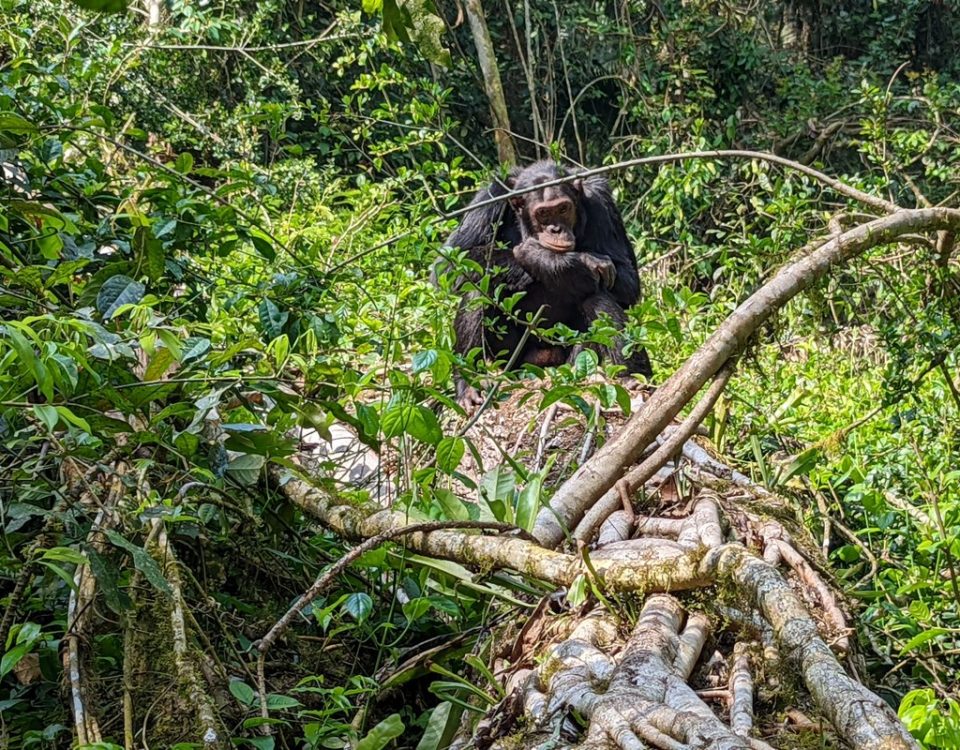 Discover Rwanda Primates
