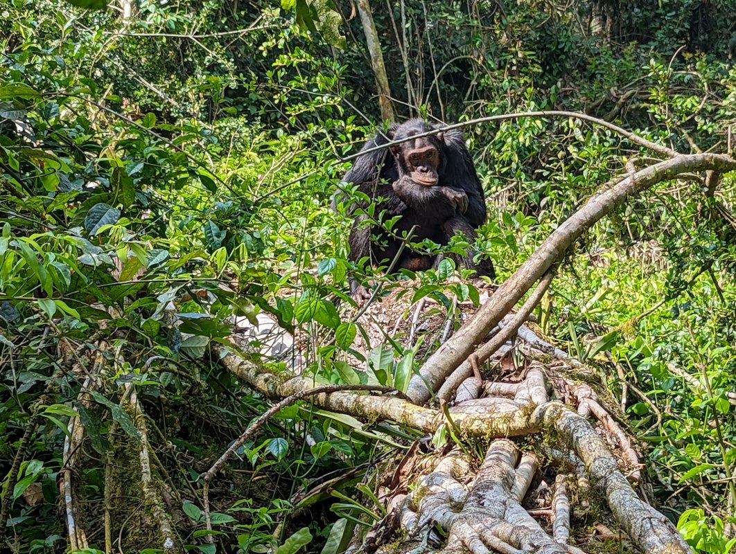 Discover Rwanda Safaris