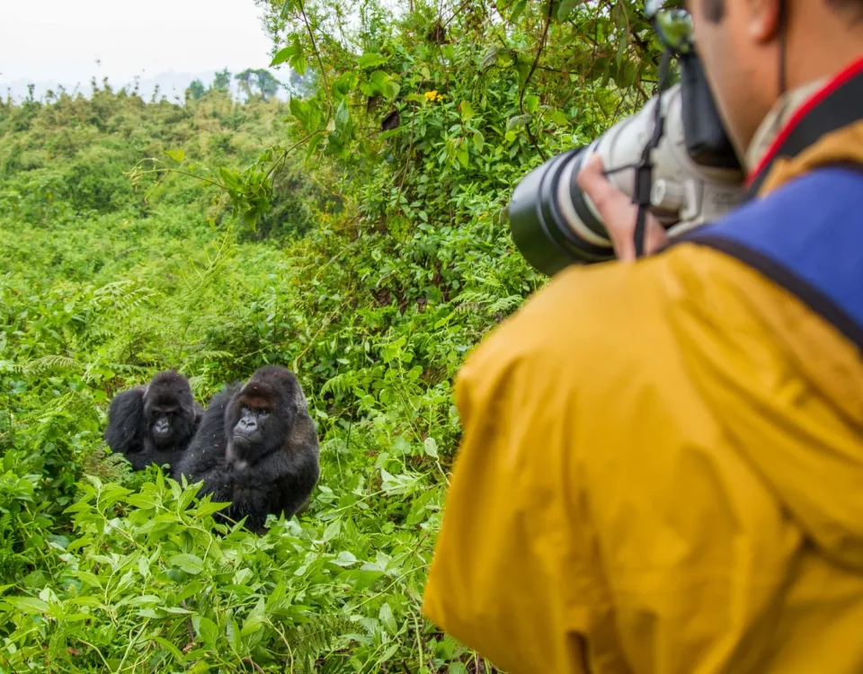 Rwanda Gorilla Trekking