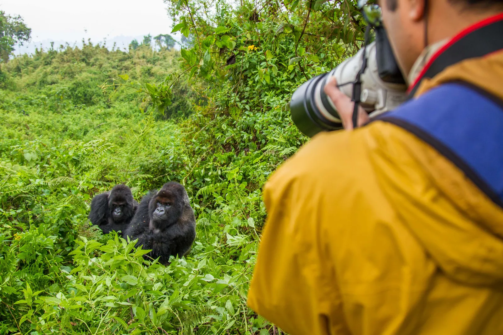 Rwanda Gorilla Trekking