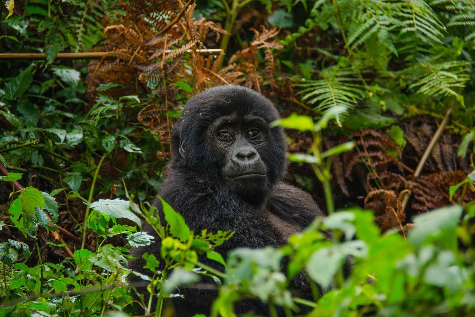 Rwanda National Parks