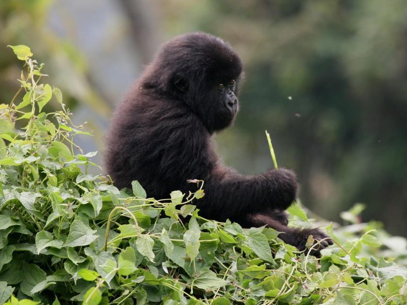Rwanda Gorilla Trekking