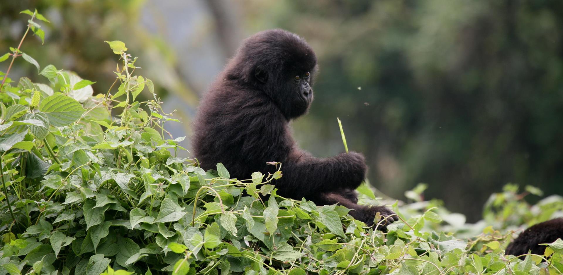 Rwanda Gorilla Trekking