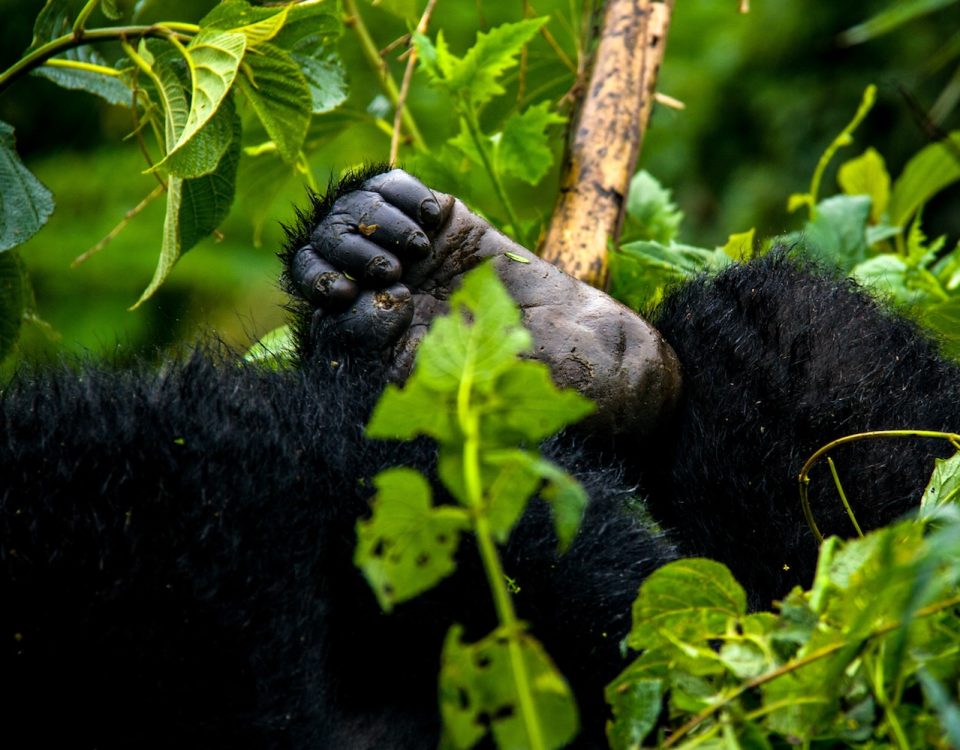 Rwanda Safaris