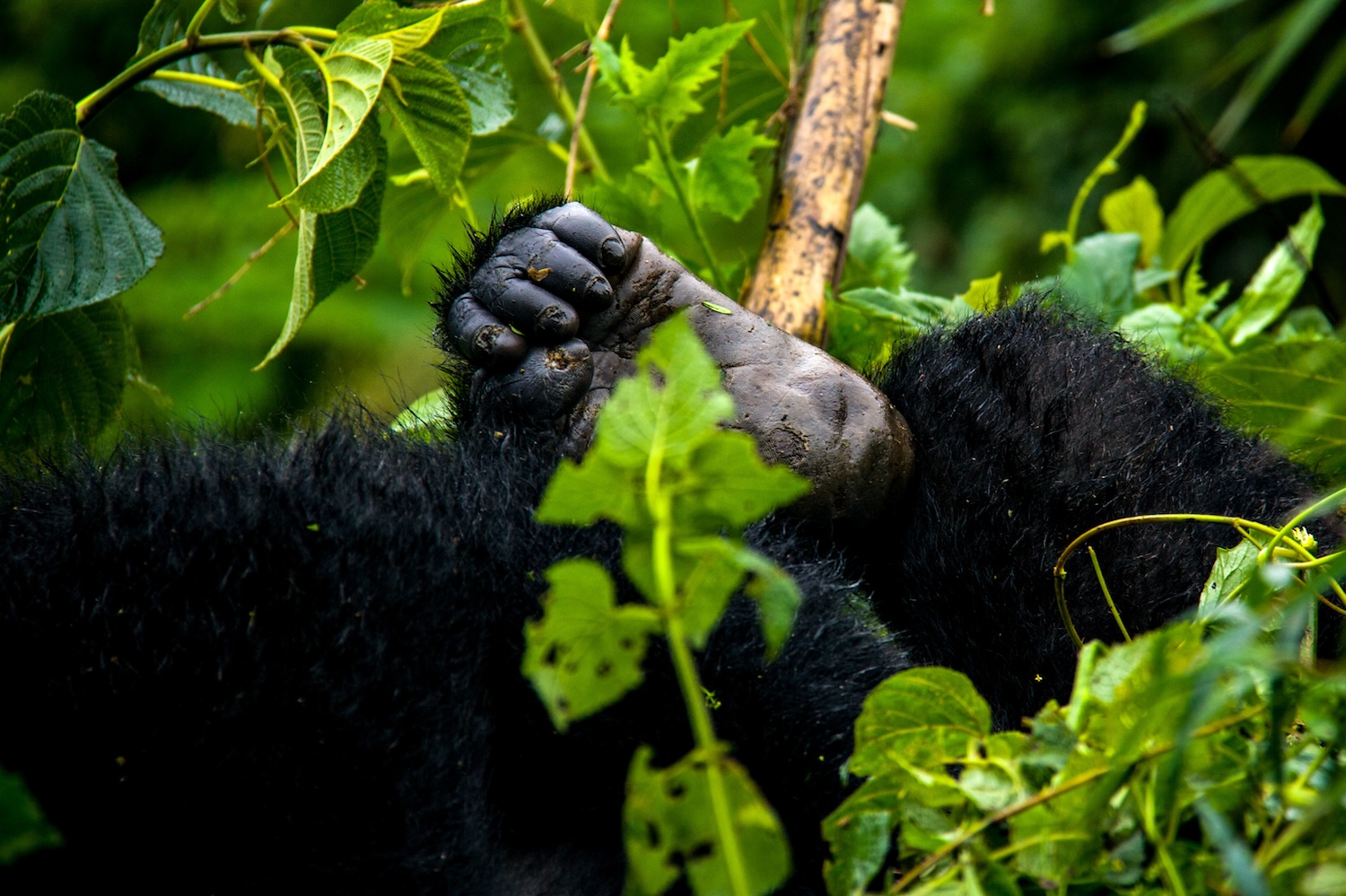 Rwanda National Parks
