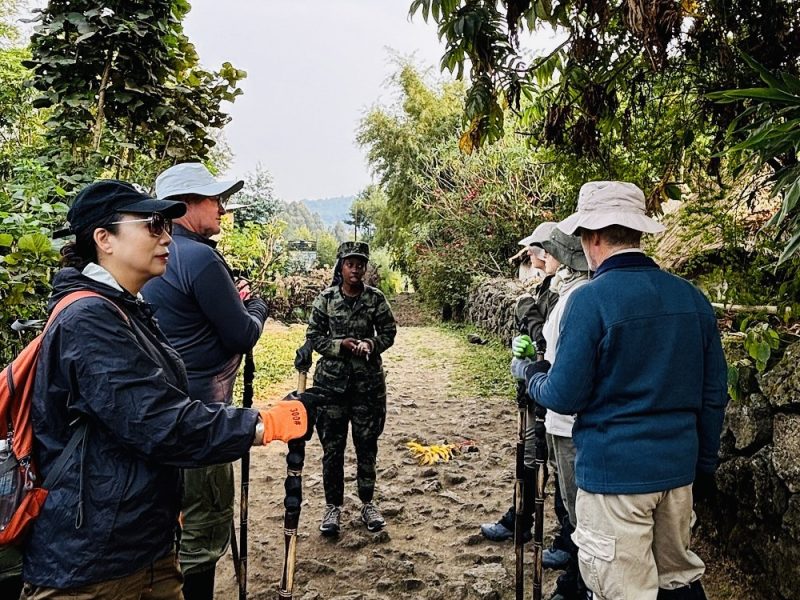 Wildlife Safari Experiences