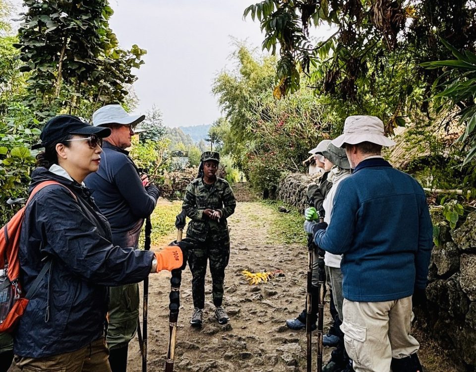 Wildlife Safari Experiences