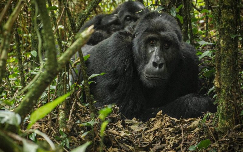 Rwanda Gorilla Trekking