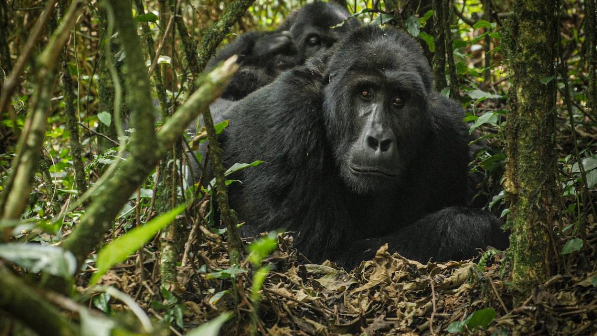 Rwanda Gorilla Trekking