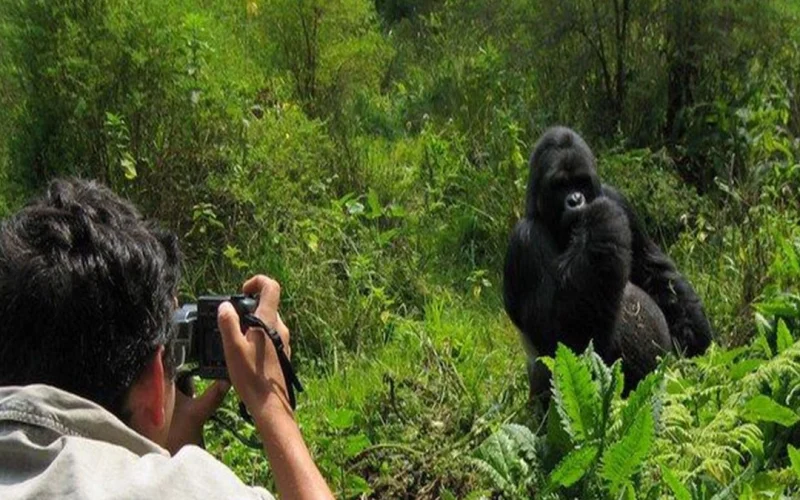 Rwanda Gorilla Trekking