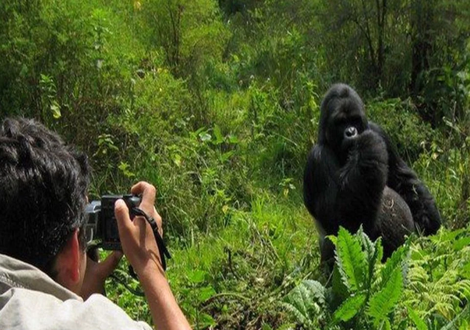 Rwanda Gorilla Trekking