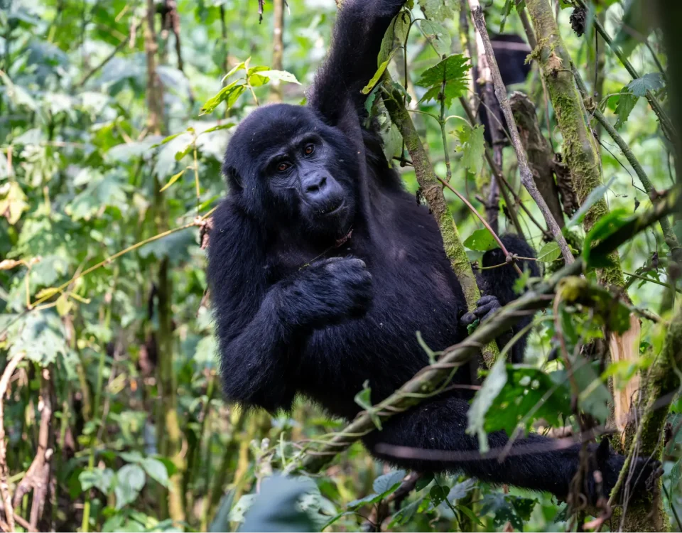 Uganda-Rwanda Safari Experiences