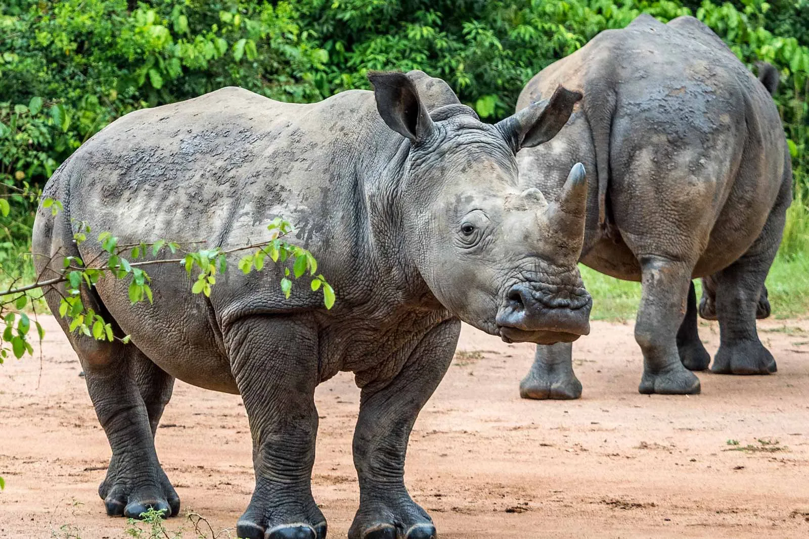 White Rhino Tracking Experience