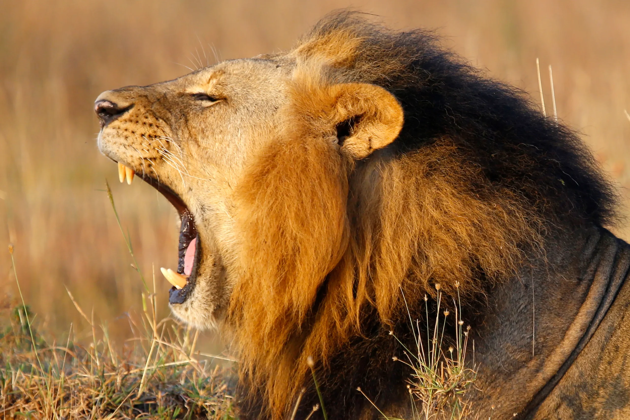 Uganda Wildlife Safari