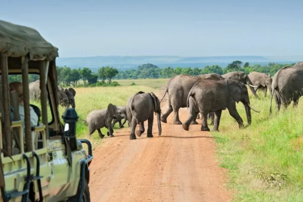 Game Drives-in-Queen-Elizabeth 2 Days Queen Elizabeth Wildlife Safari