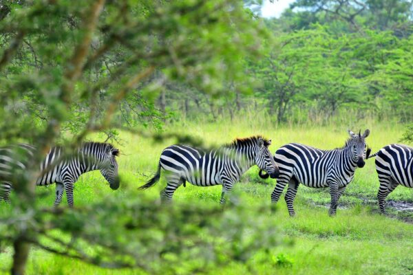 4-Day Lake Mburo Wildlife, Boat, and Cultural Safari 4-Day Lake Mburo Wildlife, Boat, and Cultural Safari