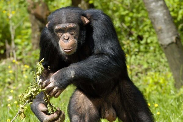 5 Day Queen Elizabeth and Kibale Forest Safari 5 Day Queen Elizabeth and Kibale Forest Safari