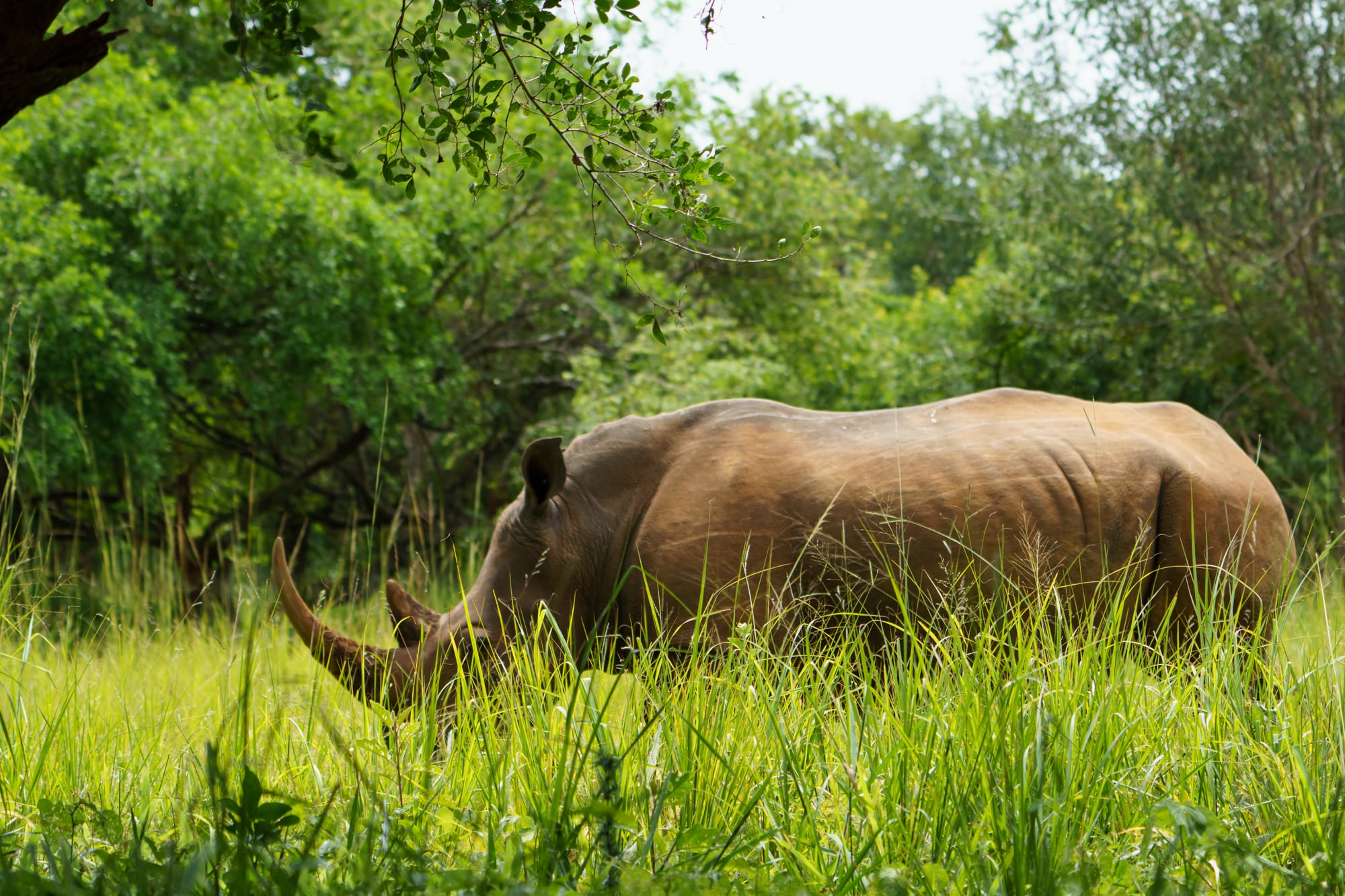 Ziwa Rhino Sanctuary