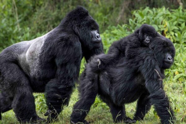 Top-Primate-Safaris-in-Africa Top-Primate-Safaris-in-Africa