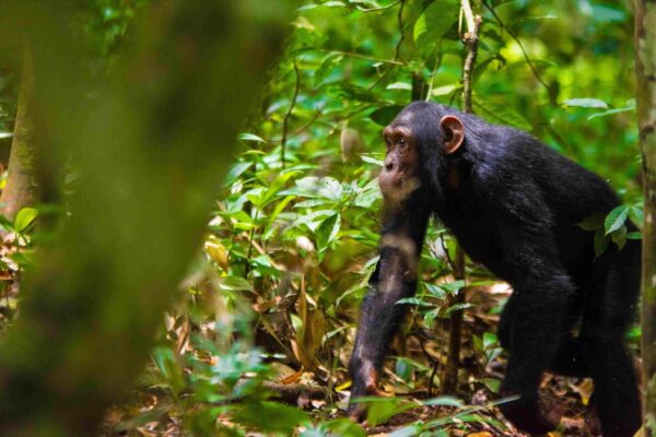 Where is the Best Place for Chimpanzee Tracking in Uganda 4-Days Kibale Chimpanzee Tracking and Queen Elizabeth National Park Safar