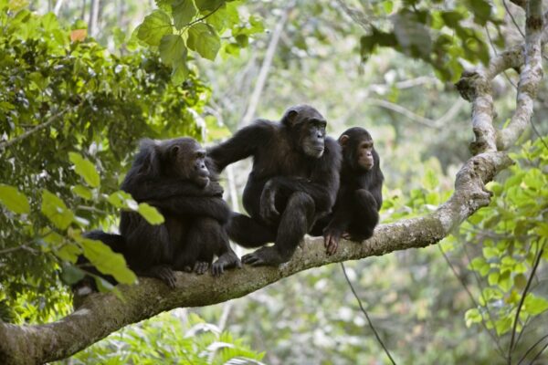 chimpnzee