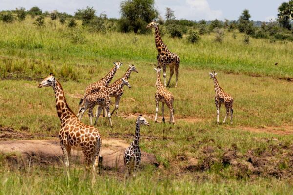 Kidepo Valley National Park