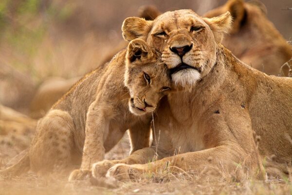 queen elizabeth national park2 3 Days Queen Elizabeth National Park Safari