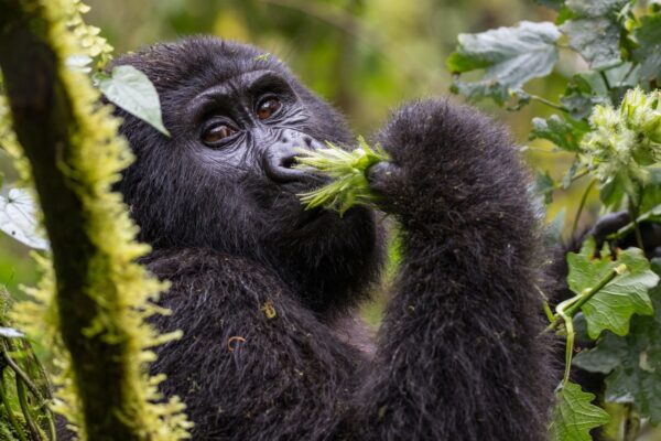 3 Days Gorilla Safari in Volcanoes National Park