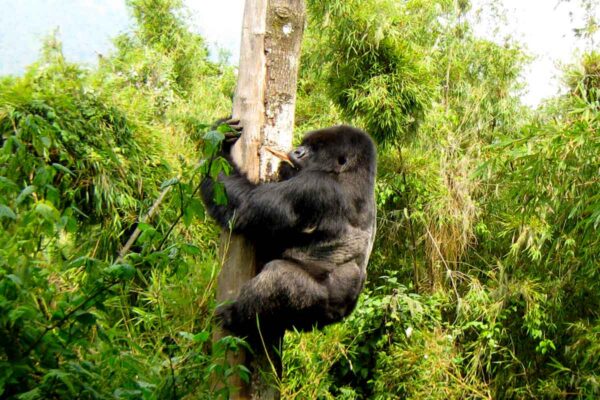 3 Days Gorilla Safari Special 3 Days Gorilla Safari Special