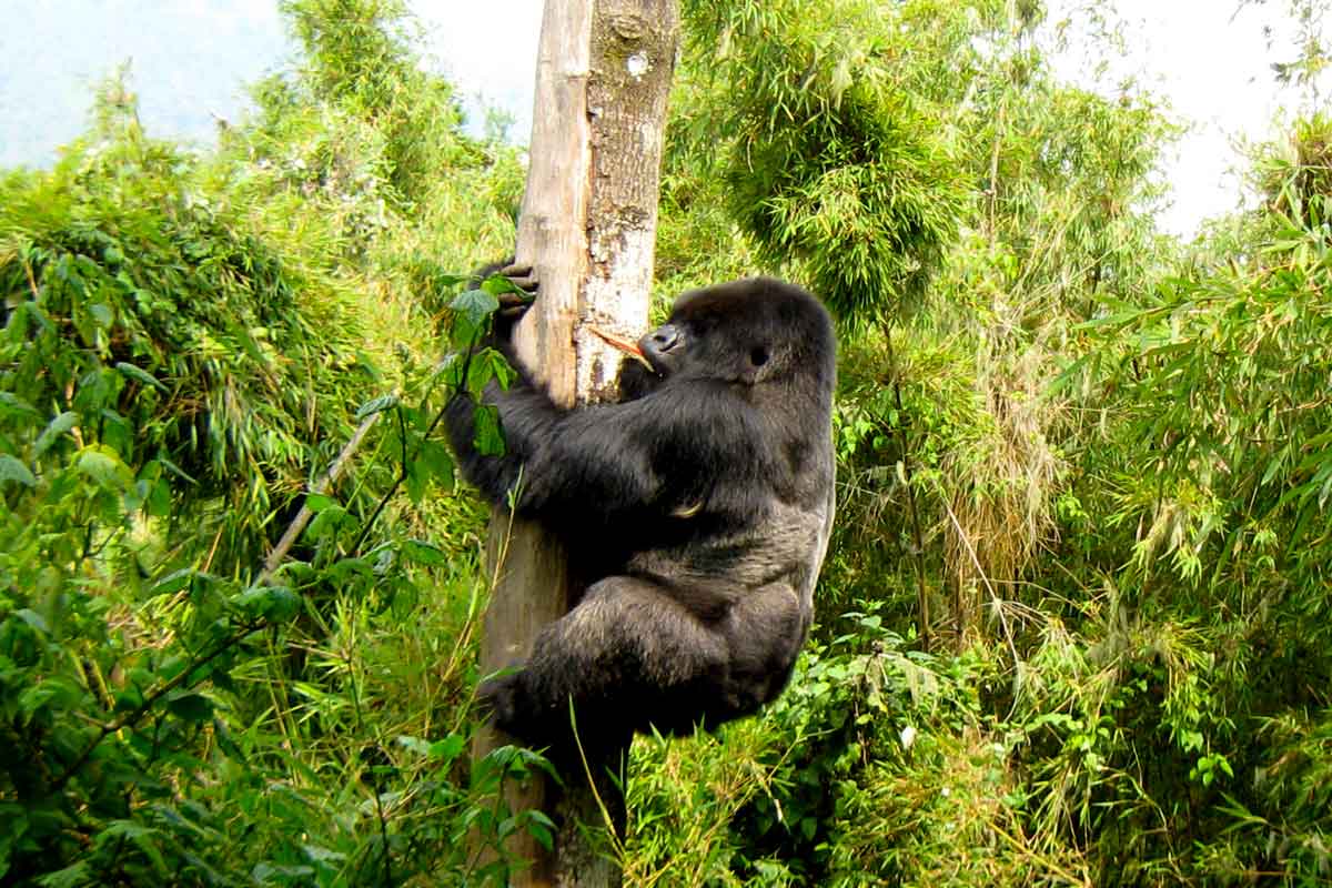 3 Days Gorilla Safari Special