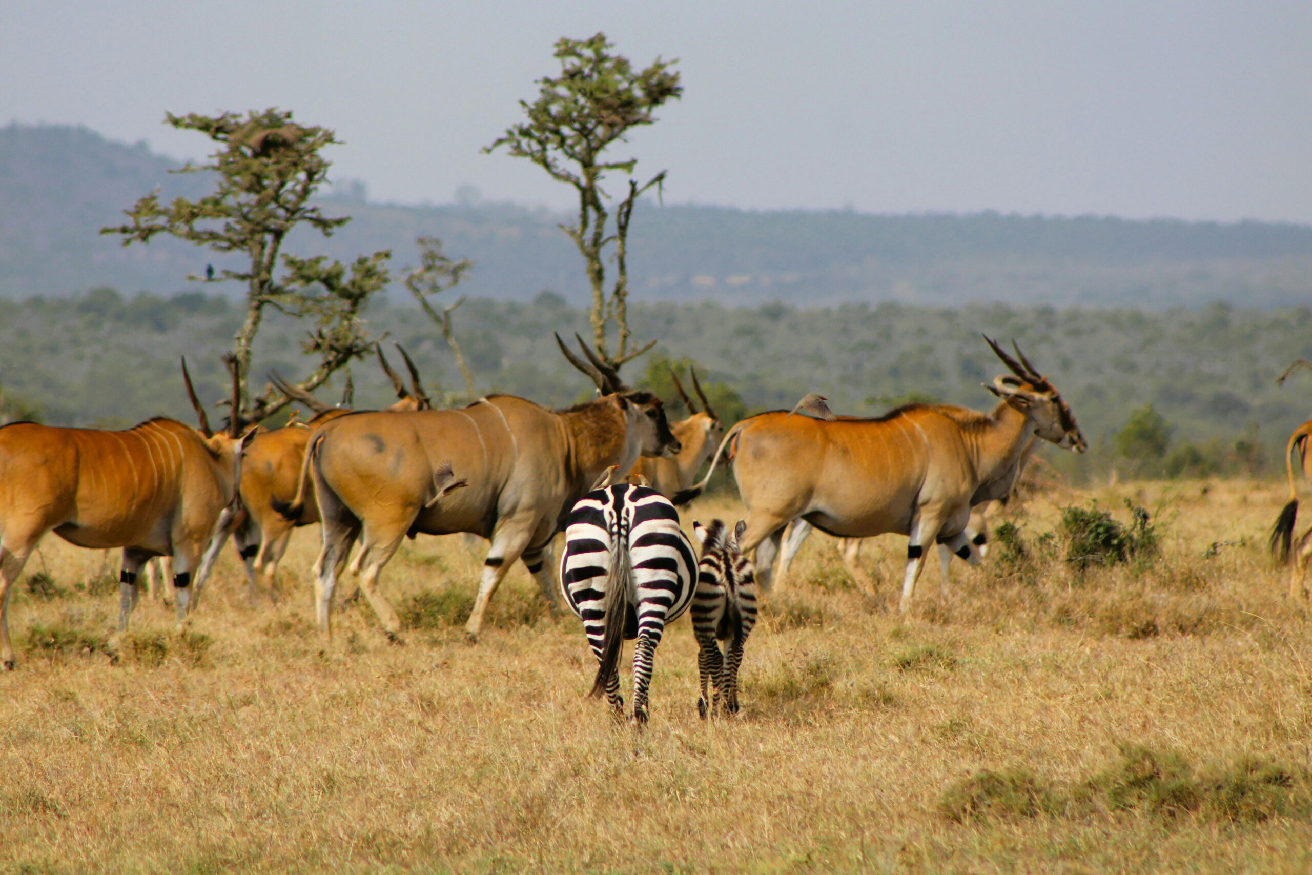 Akagera National Park