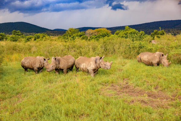 Akagera National Park2 Akagera National Park2