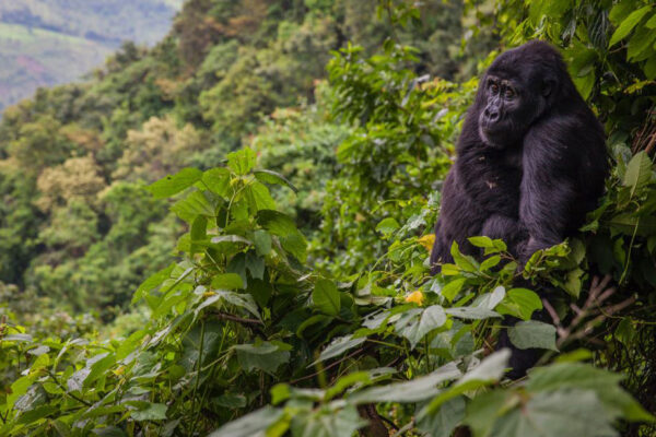 Bwindi Impenetrable Forest National Par