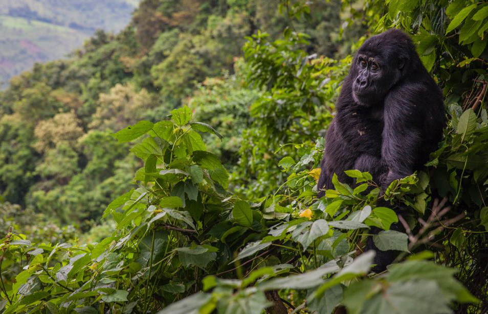 Bwindi Impenetrable Forest National Par