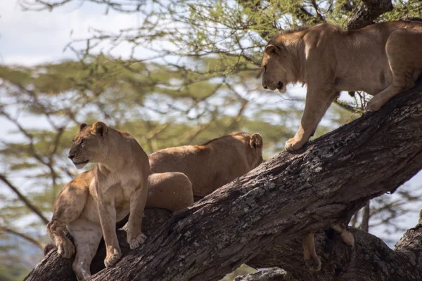 12 Days Uganda Wildlife Safari