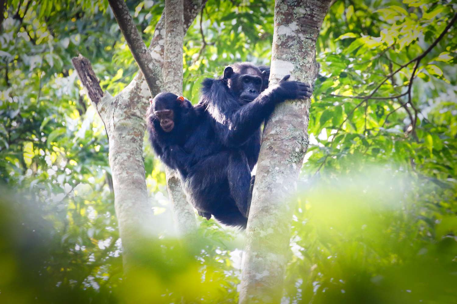 Nyungwe National Park