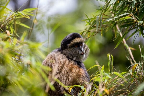 Permits or Fees Required for Golden Monkey Tracking in Mgahinga and Volcanoes
