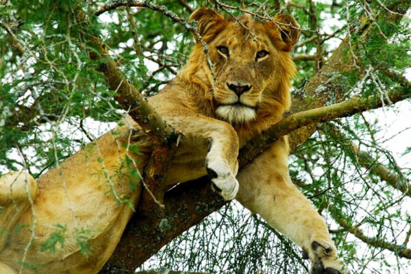 Queen Elizabeth National Park 1 Queen Elizabeth