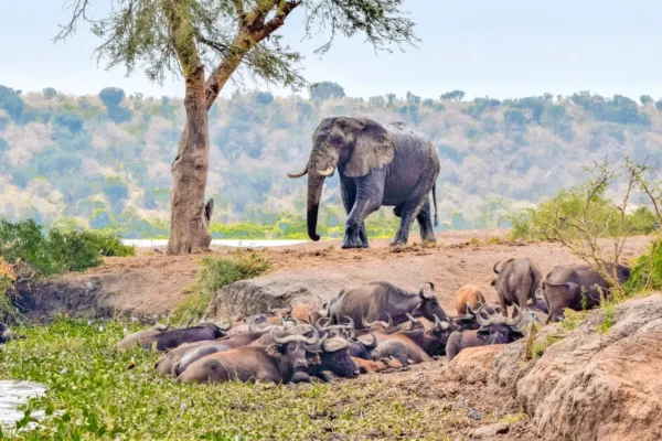 10 Days Uganda Exclusive Luxury Safari