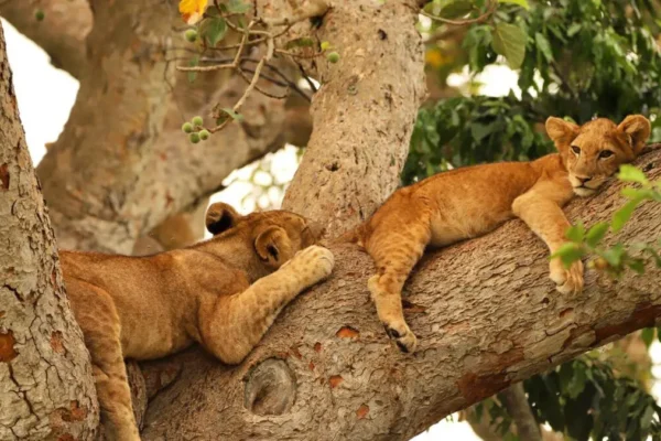 The Tree-Climbing Lions of Ishasha 5 Days Wildlife and Gorillas Safari