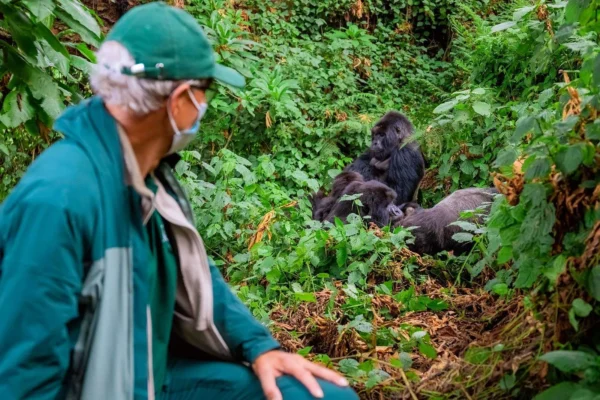 Uganda Gorilla Habituation Safaris 4 Days Gorillas and Golden Monkey Safari