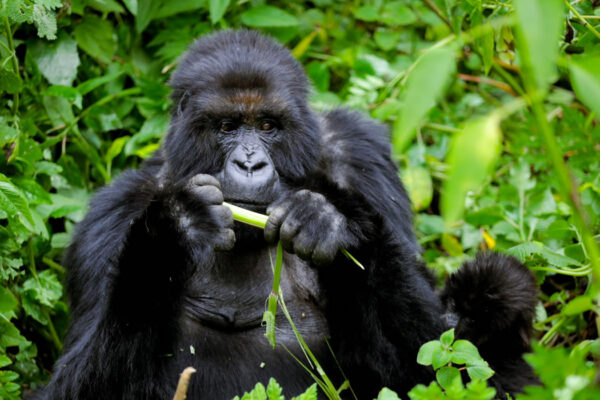 8 Days Gorilla, Chimpanzee and Wildlife Safari Uganda